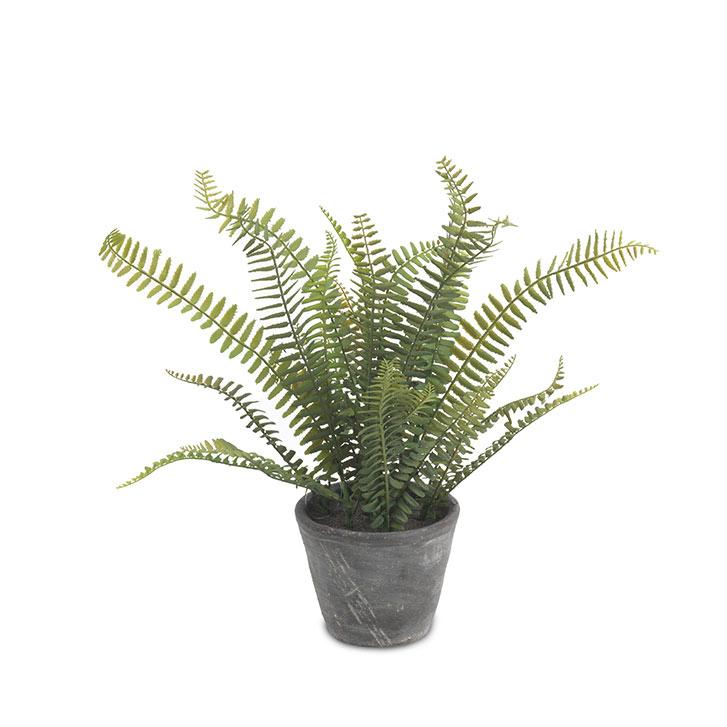 POTTED FERN PLANT